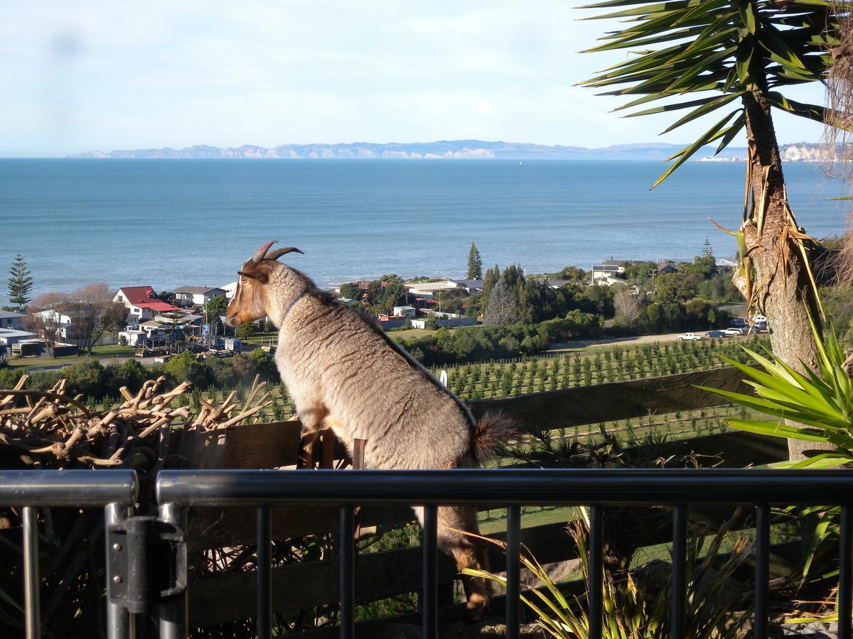 Sol Y Mar B&B Tangoio Kültér fotó